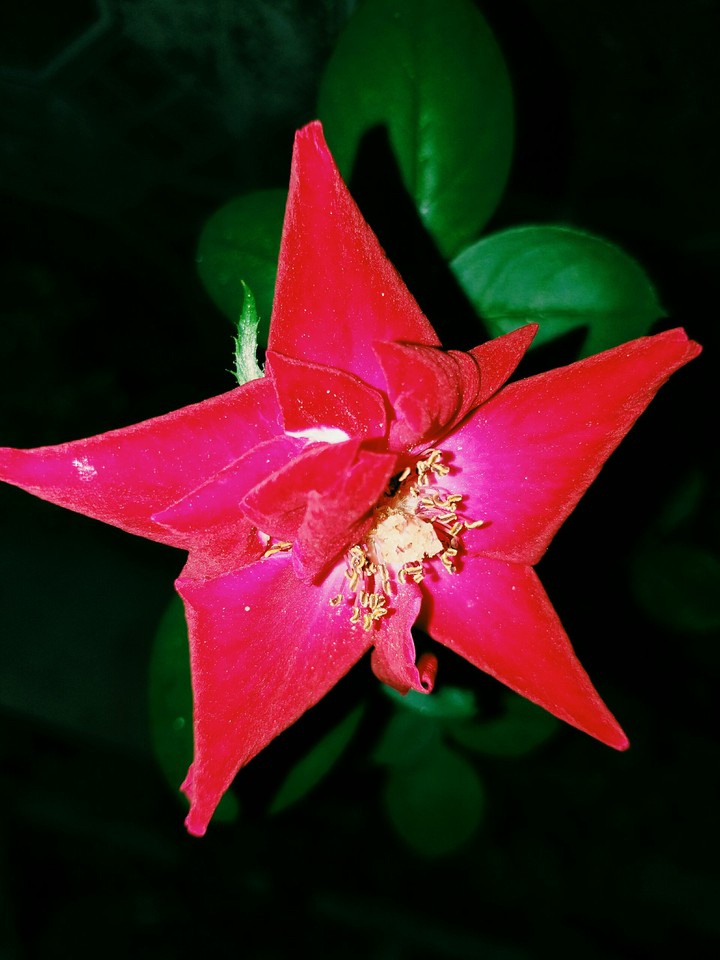 red rose