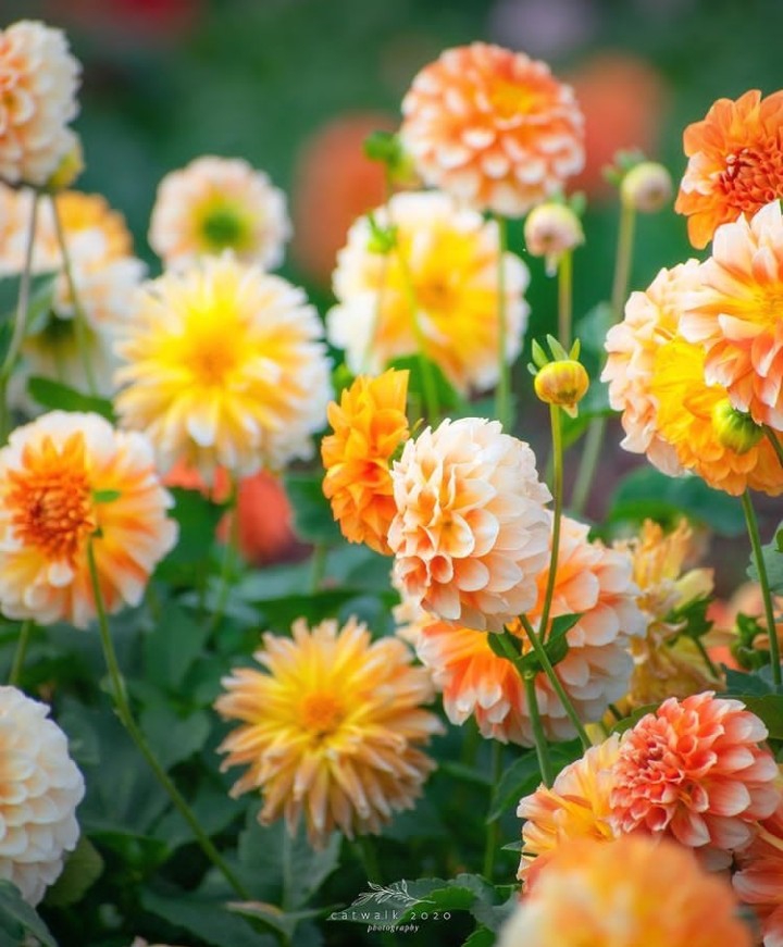 Dahlias