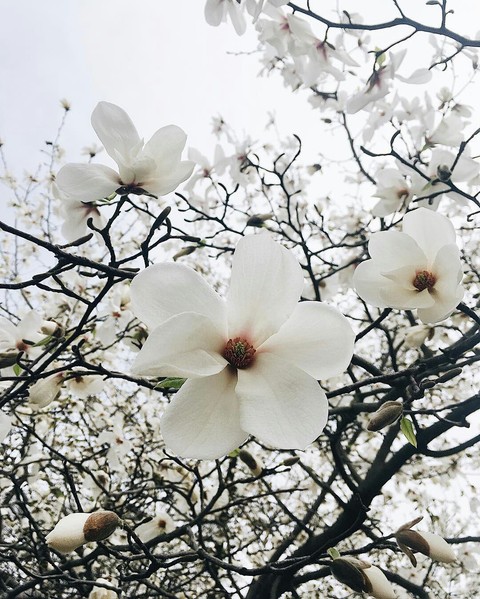 flowers❤