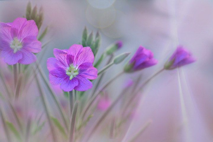 flores