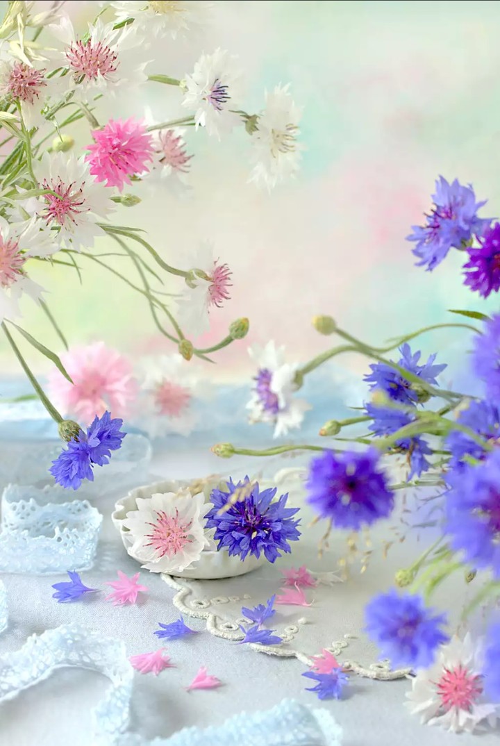 soft beauty