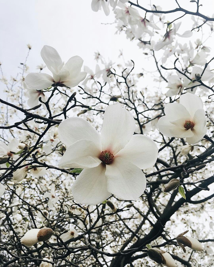 flowers❤