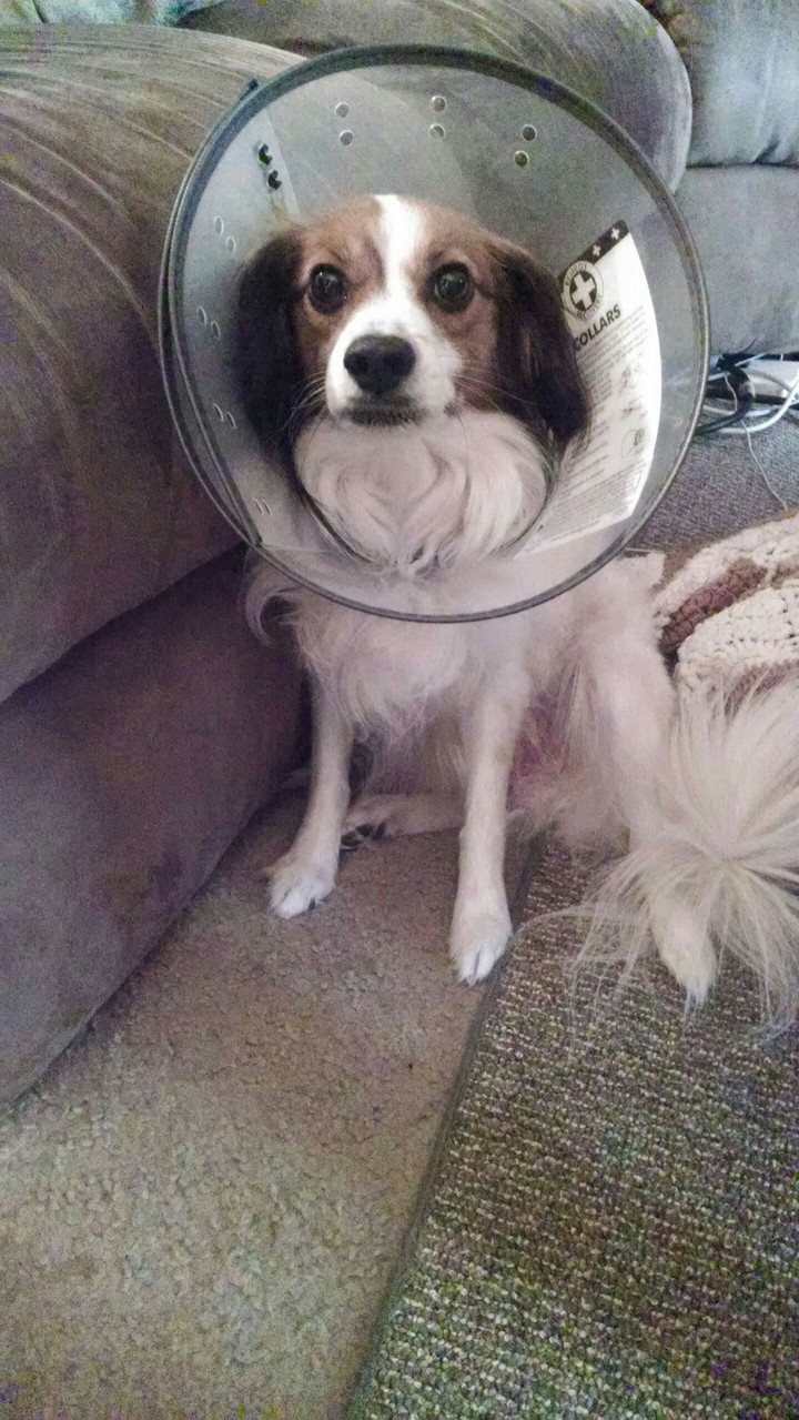Cone on Napoleon