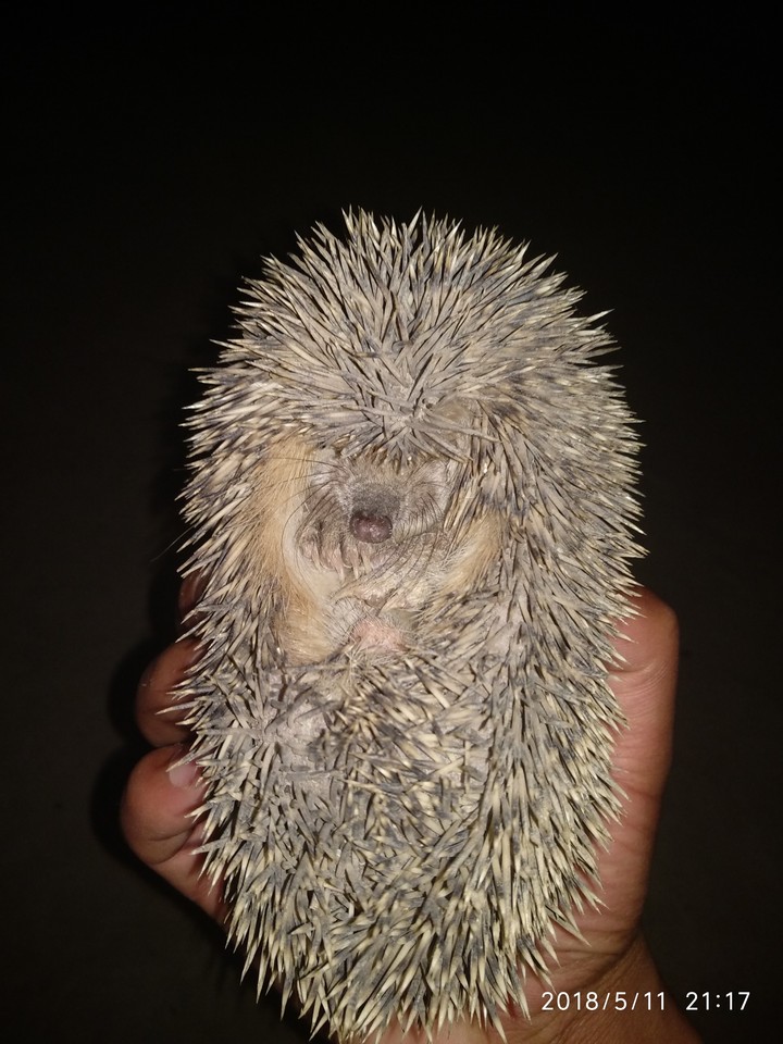 ёжик
