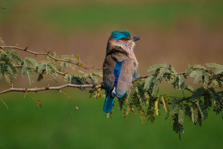 The indian roller