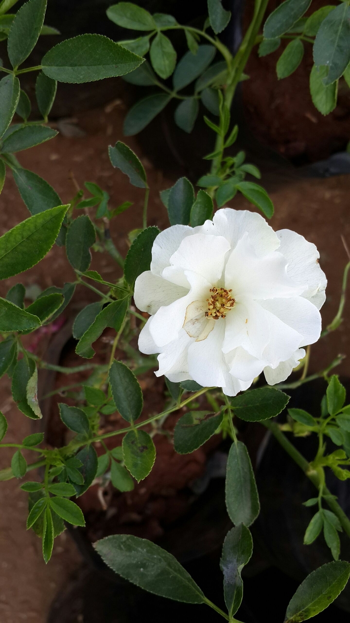 White Flower