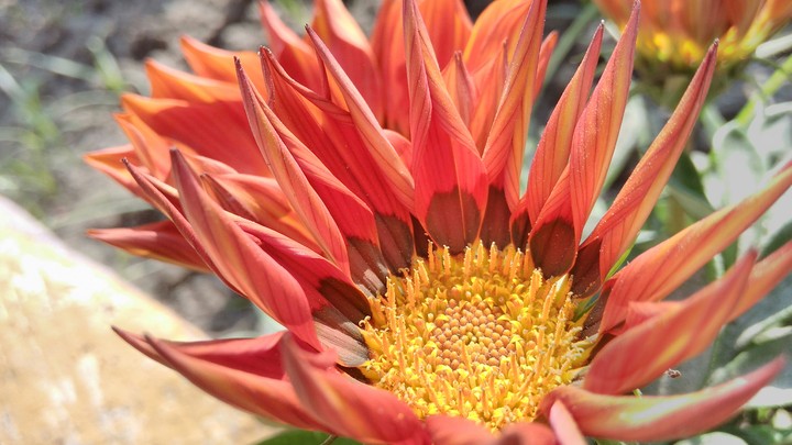 #flower