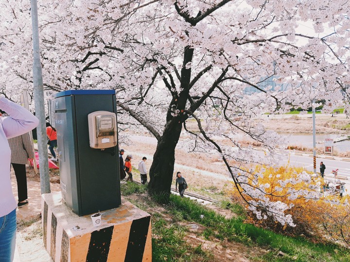 벚꽃