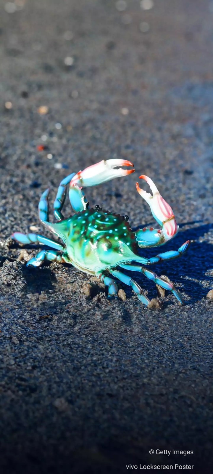 Crab