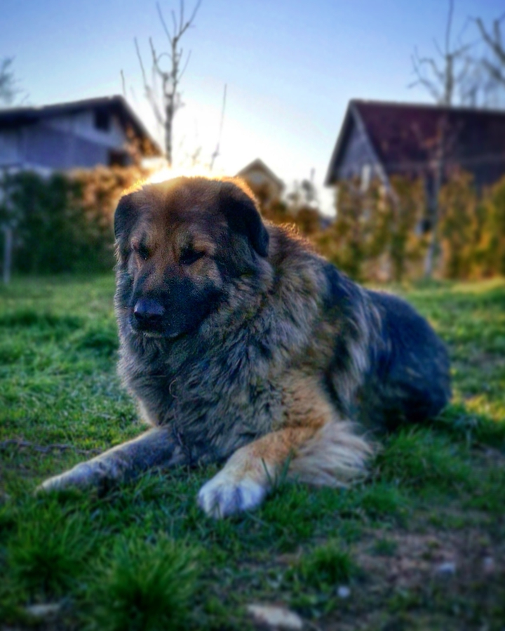 My dog
