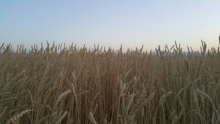 photo by mojaa