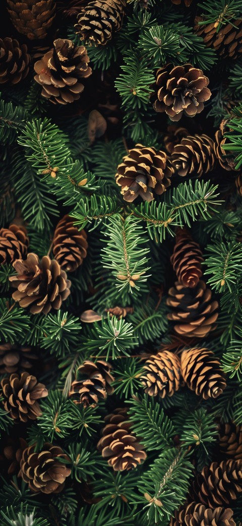 Pine, conifers wallpapers