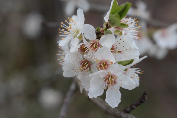 Frühling