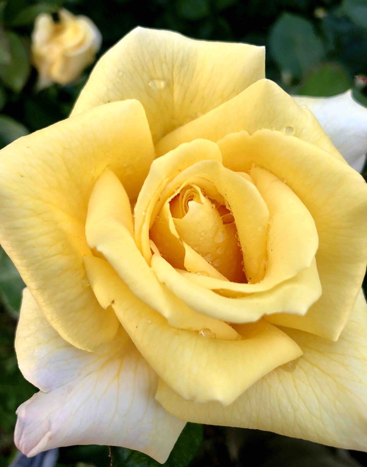 rose