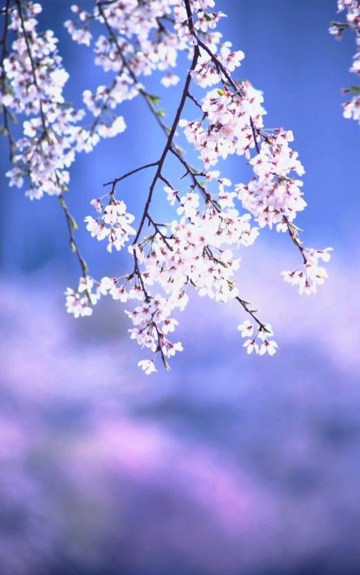 cherry blossoms
