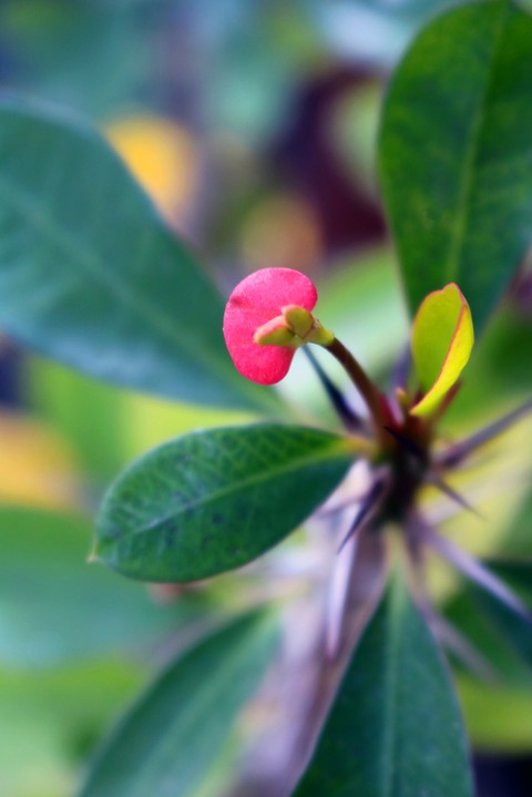 background, 葉子桌布