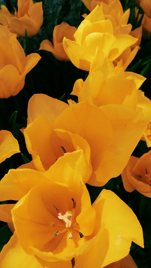 тапети spring, hd