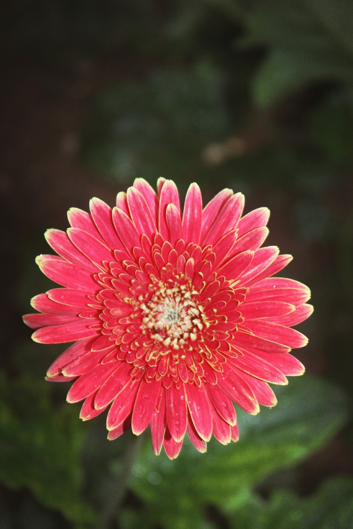 #floera