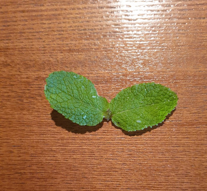 mint