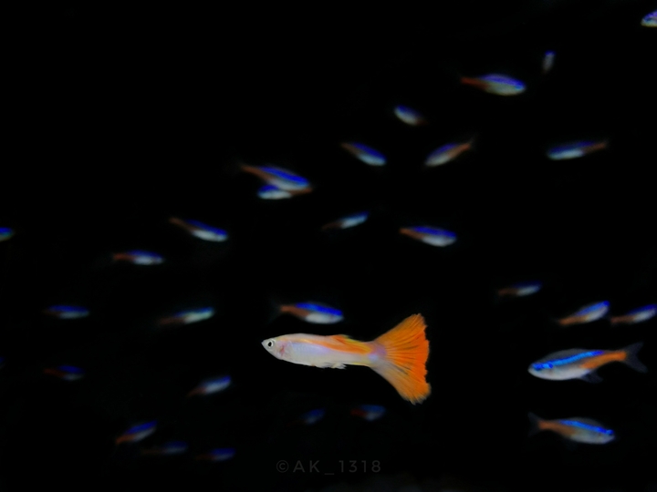 my aquarium fishes 