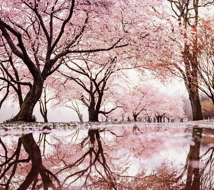 blossom trees