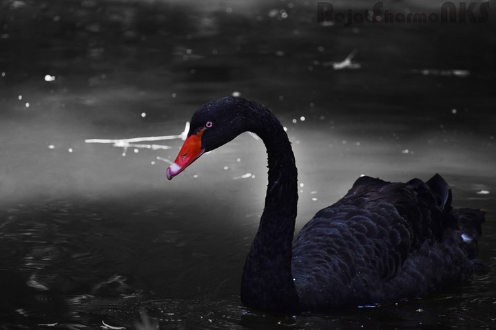 Black Duck