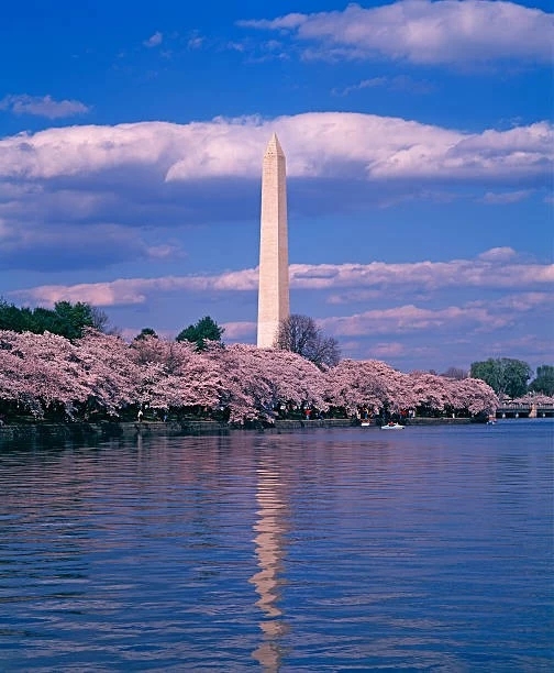 Washington Monument & cherry blossoms
