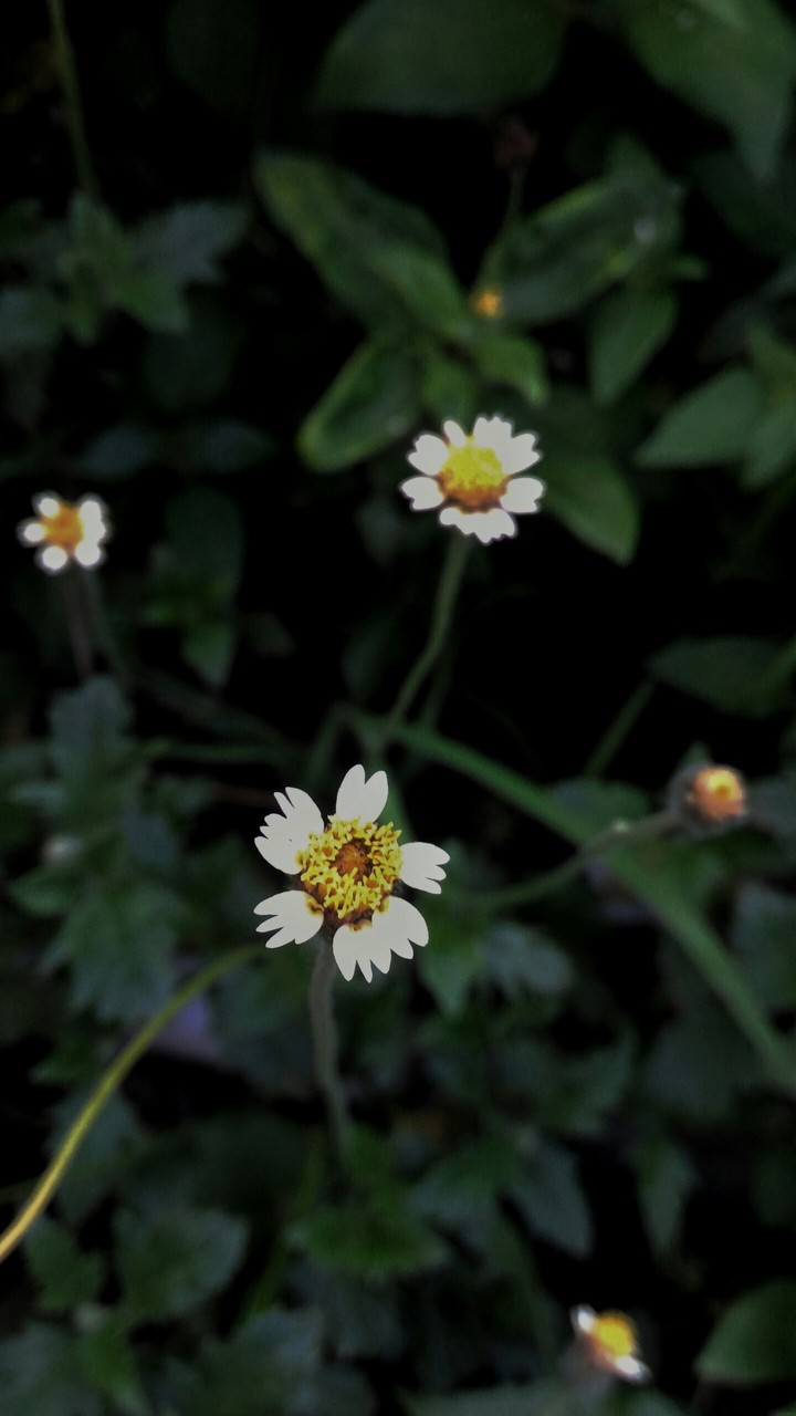 flowers