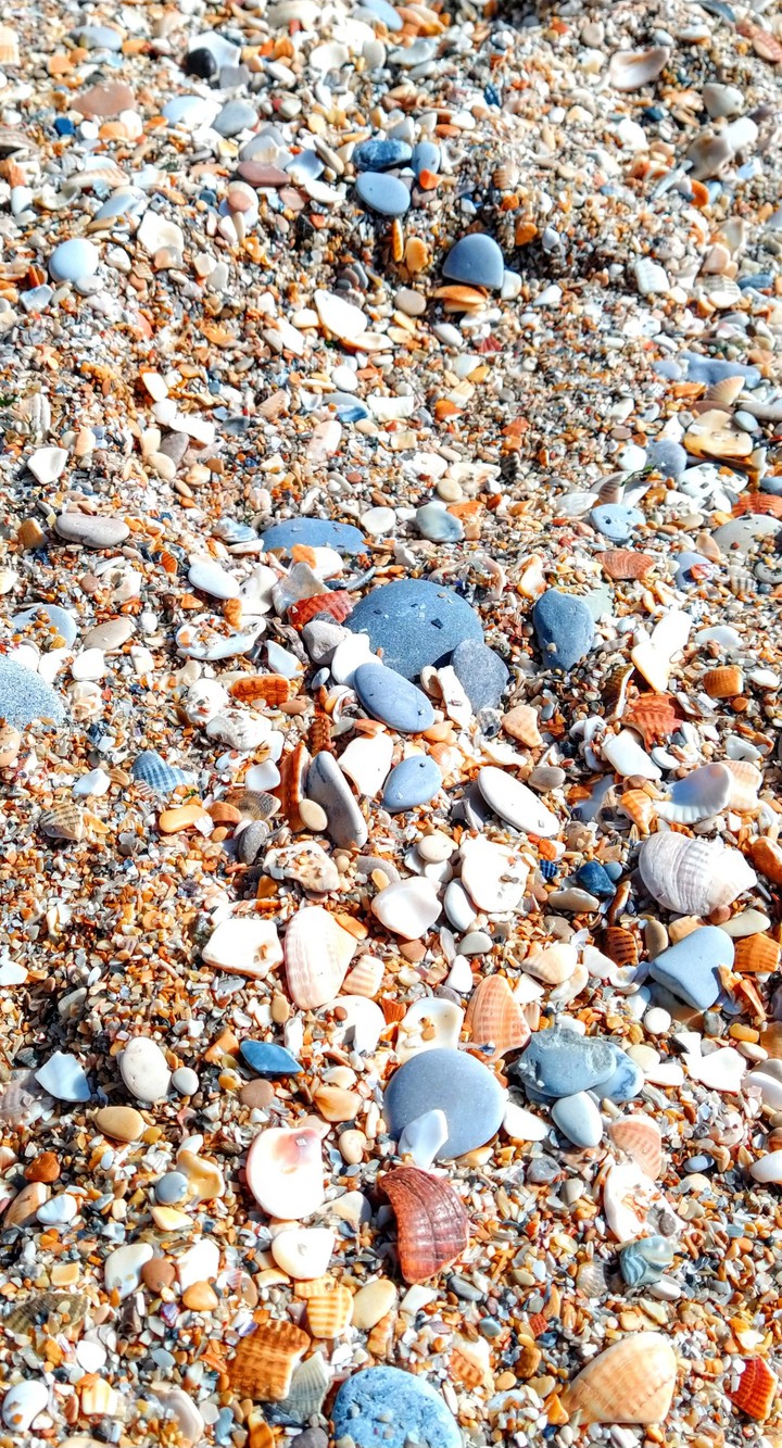 shell