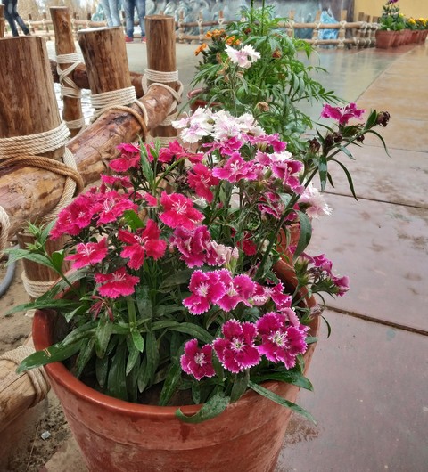 love for flowers