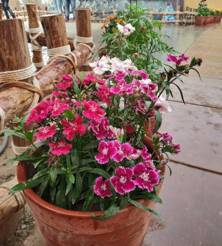 love for flowers