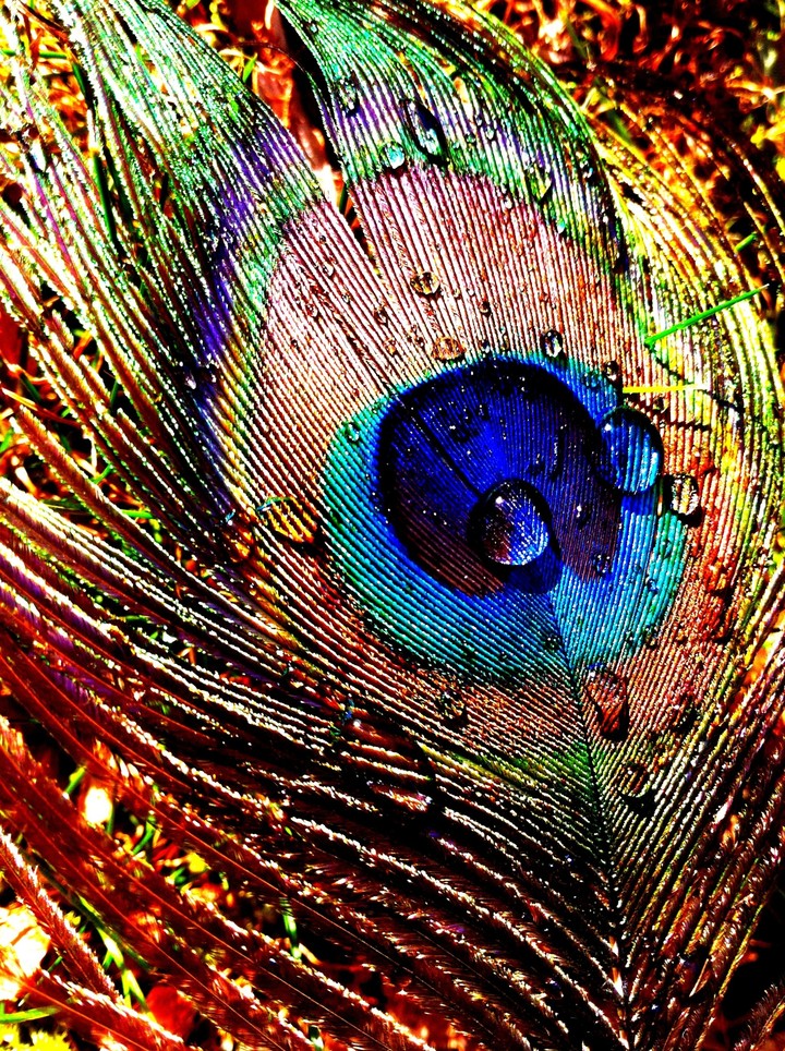 peacock feather
