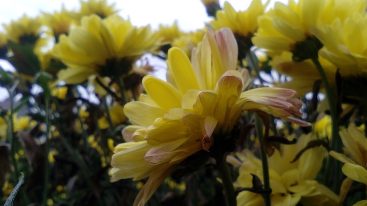 Flowers