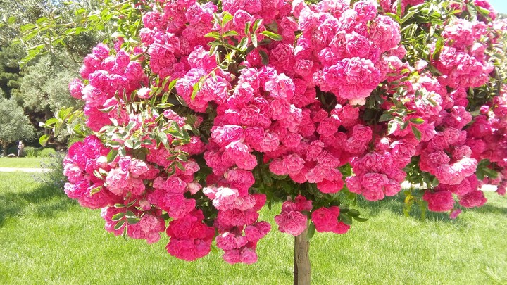 the beautiful flowers