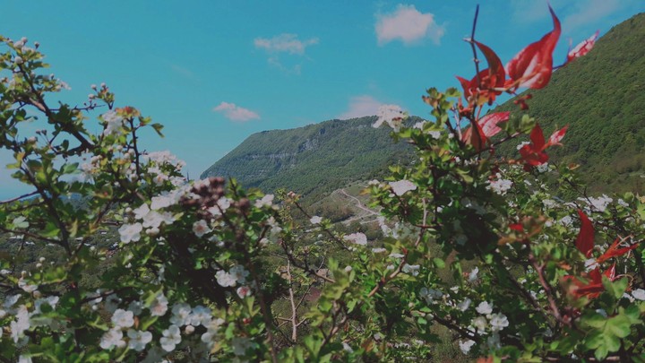 georgia