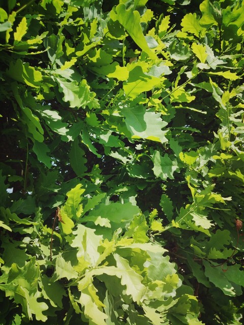 Oak-tree