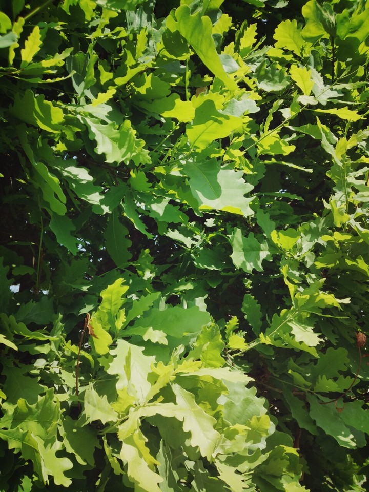 Oak-tree