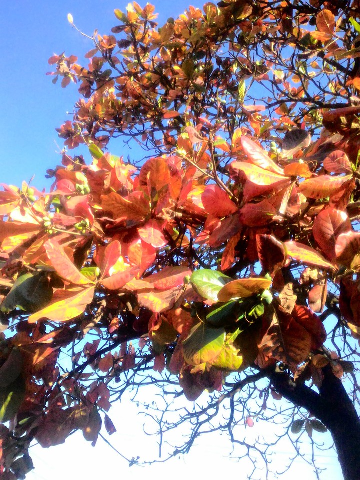folhas coloridas
