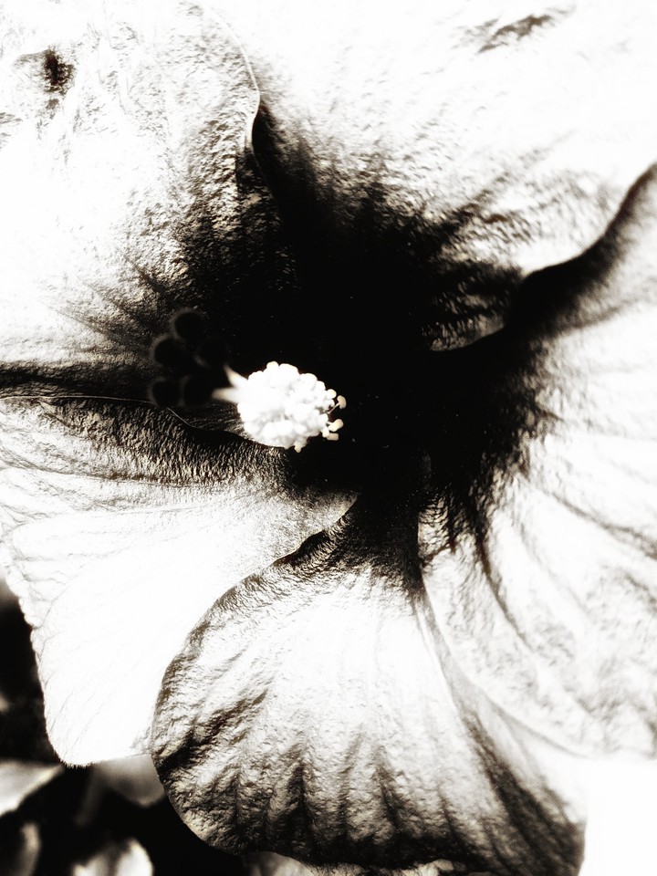 ? Hibiscus