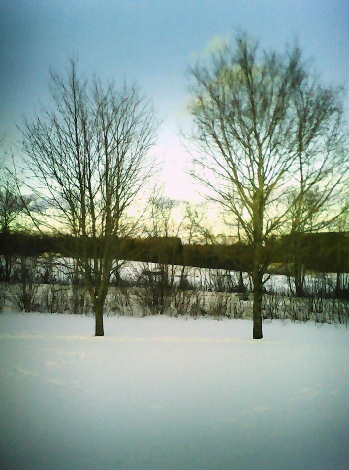 Winter Trees