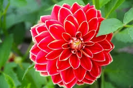 flores del mundo