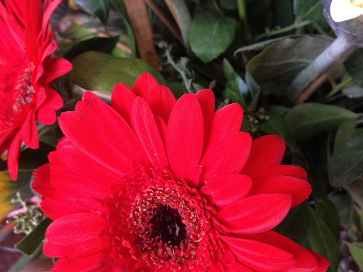 flower