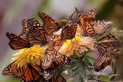 hình nền butterfly, insect