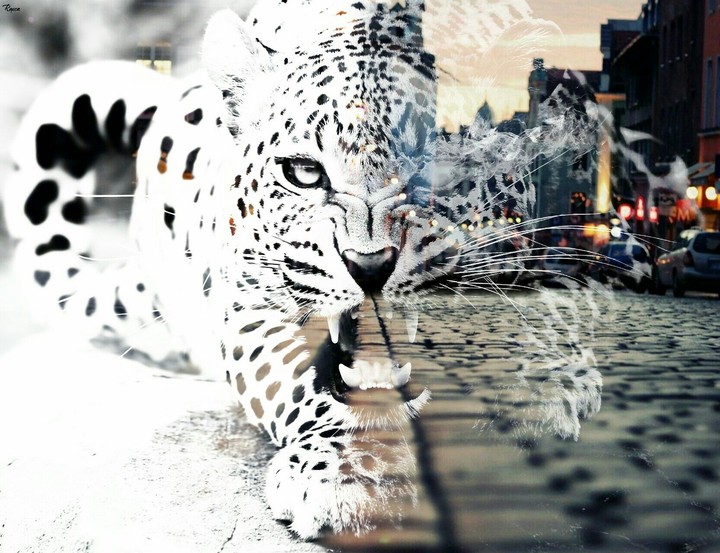 cheetah