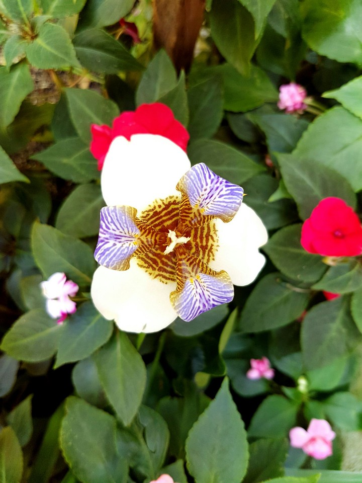 plant