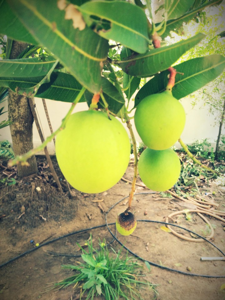 nature