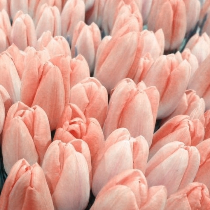 Tulipani