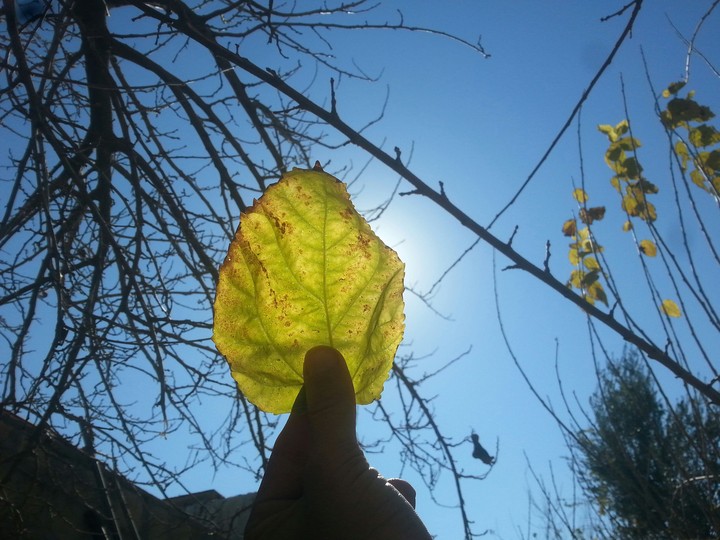yellow leaf