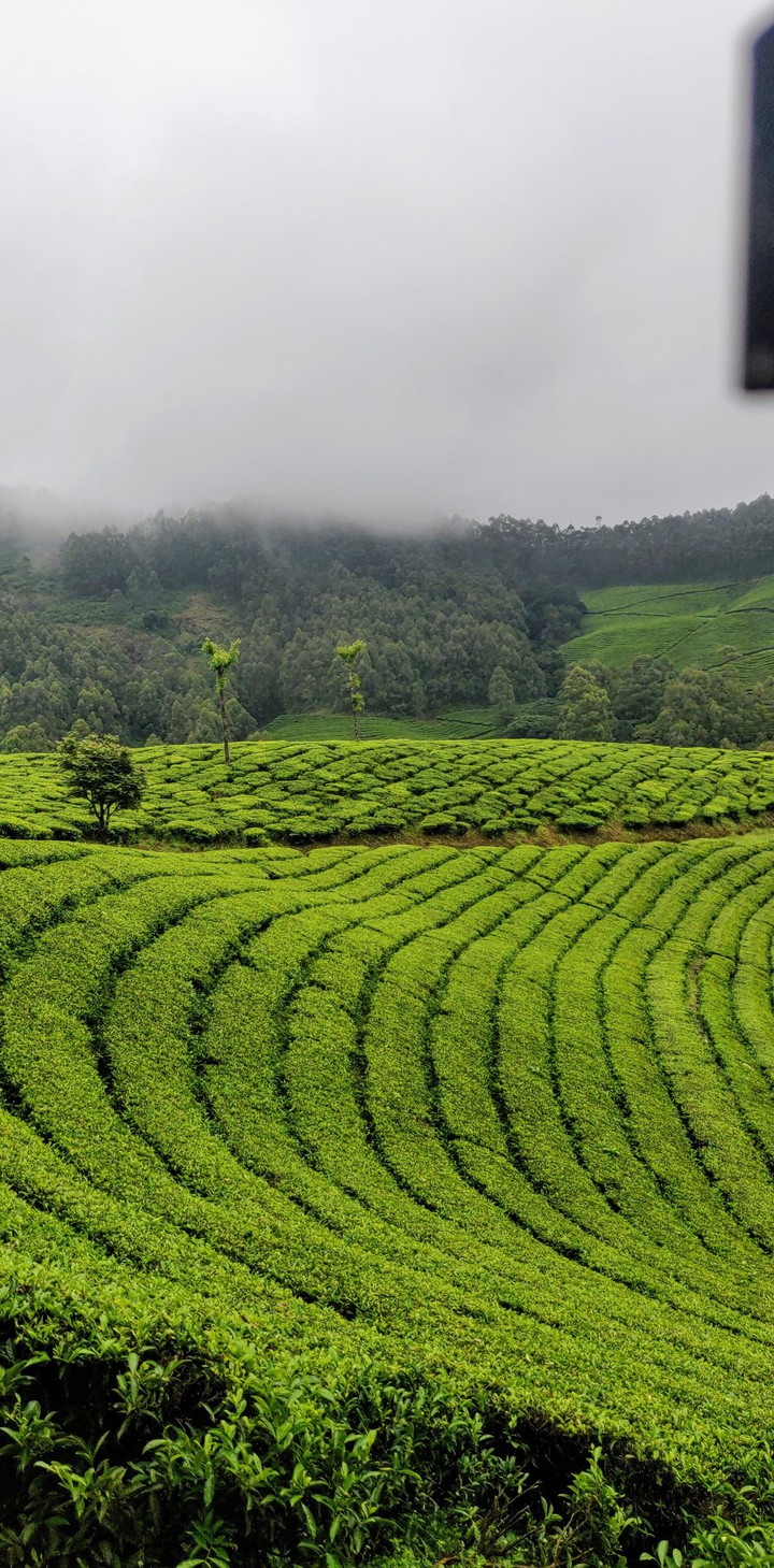 Tea garden