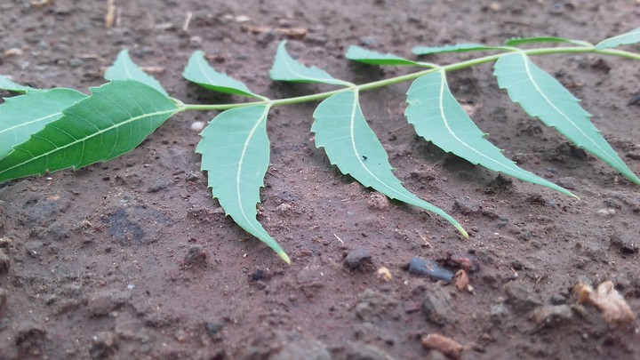 plant lips